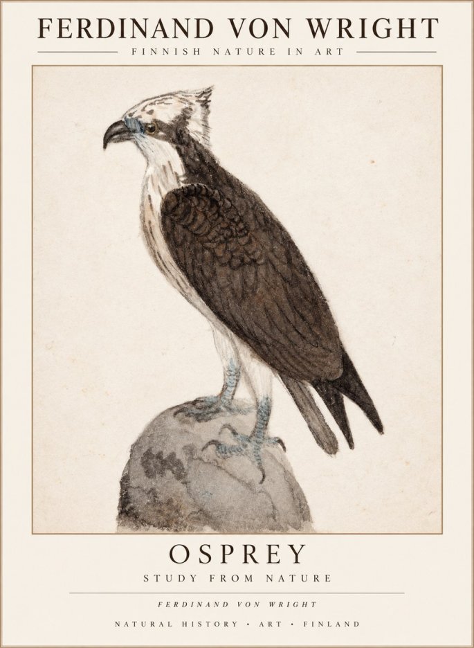 Ferdinand von Wright Osprey No3 - Plakat
