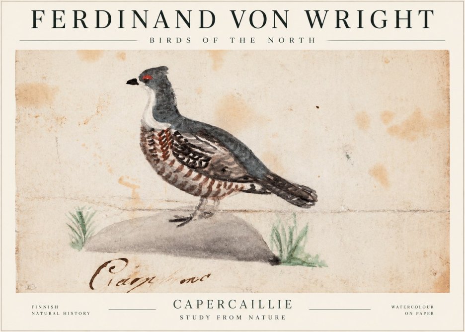 Ferdinand von Wright Grouse No2 - Plakat