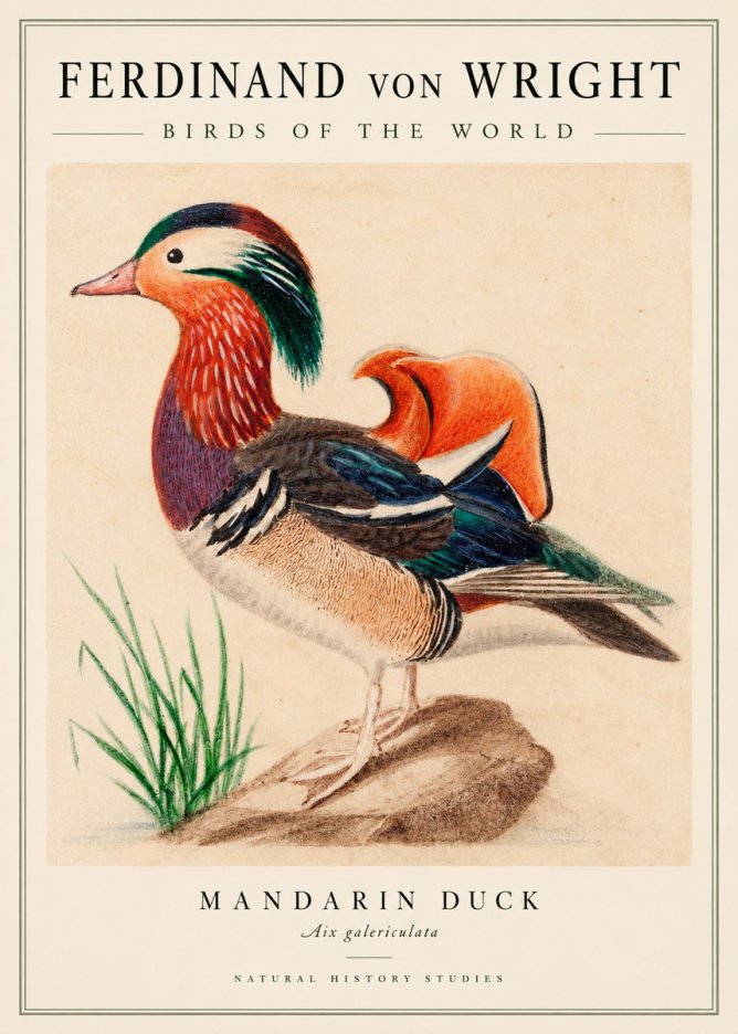 Ferdinand von Wright Mandarin Duck No3 - Plakat