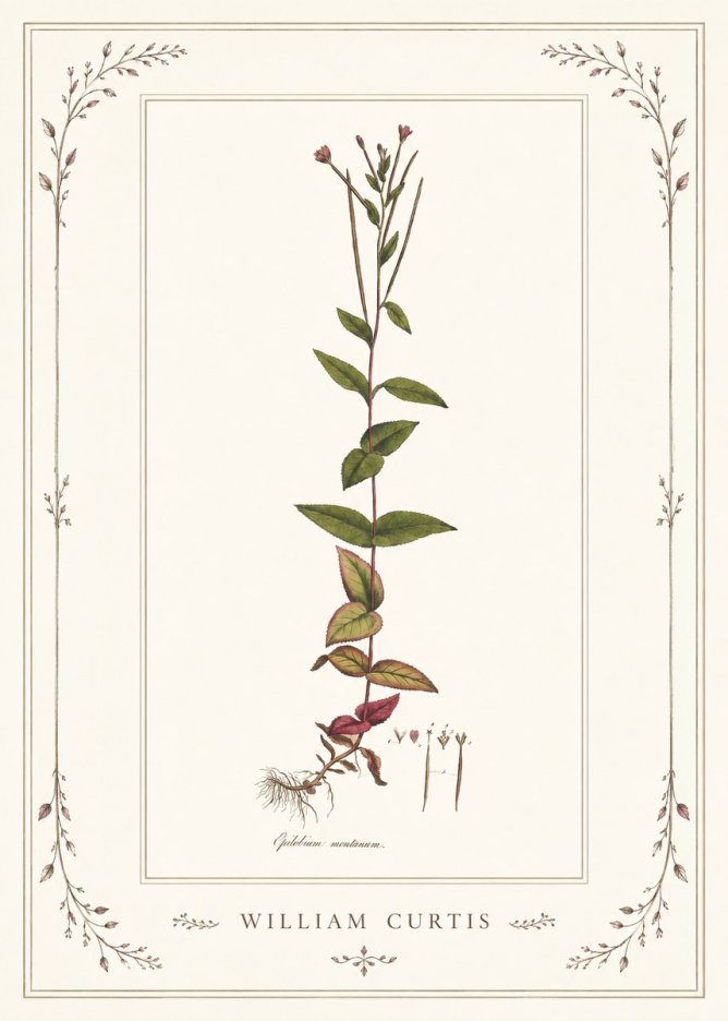 William Curtis Epilobium Montanum. No1 - Plakat