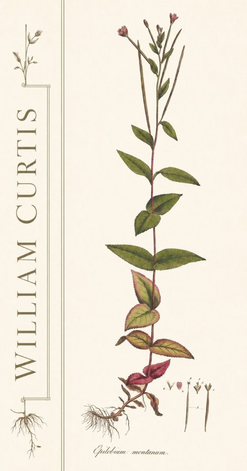 William Curtis Epilobium Montanum. No2 - Plakat