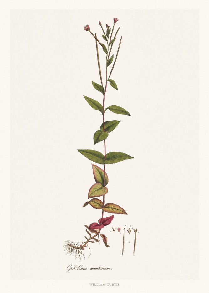 William Curtis Epilobium Montanum. No6 - Plakat
