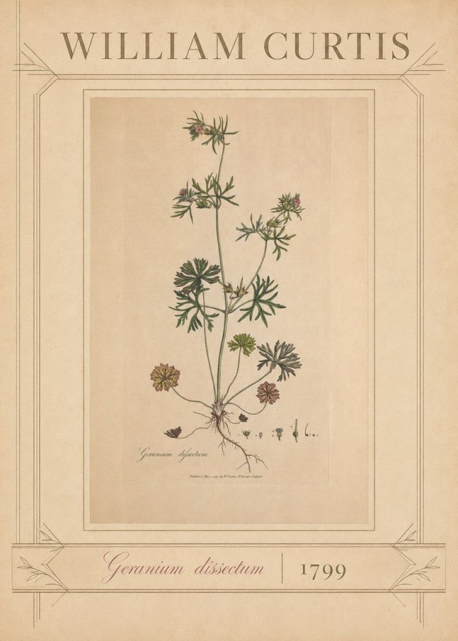 William Curtis Geranium Dissectum II No3 - Plakat
