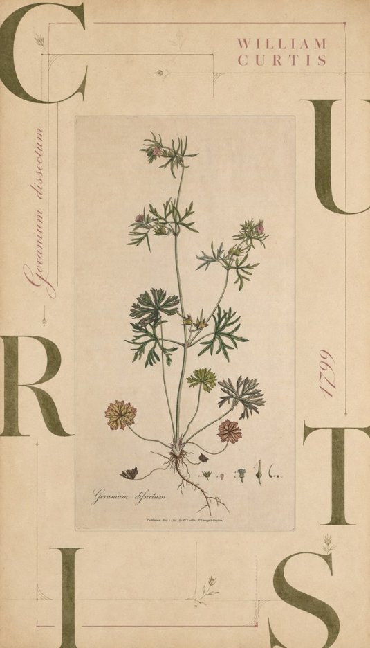 William Curtis Geranium Dissectum II No6 - Plakat