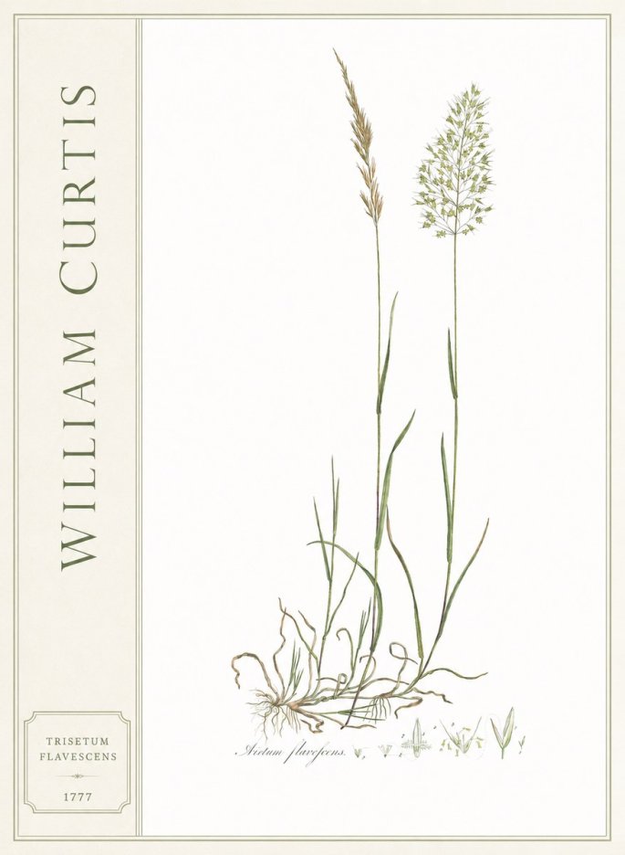 William Curtis Trisetum Flavescens III No2 - Plakat