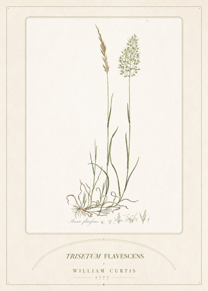 William Curtis Trisetum Flavescens III No5 - Plakat