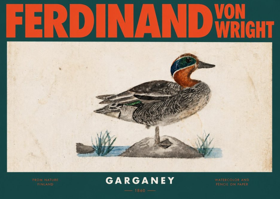 Ferdinand von Wright Garganey No2 - Plakat