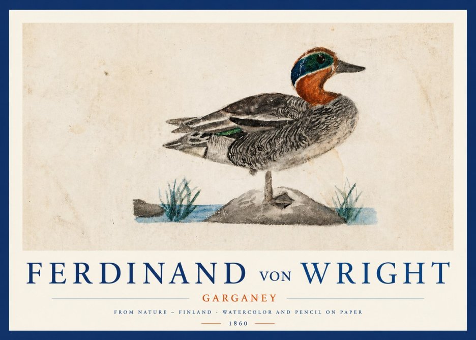 Ferdinand von Wright Garganey No3 - Plakat