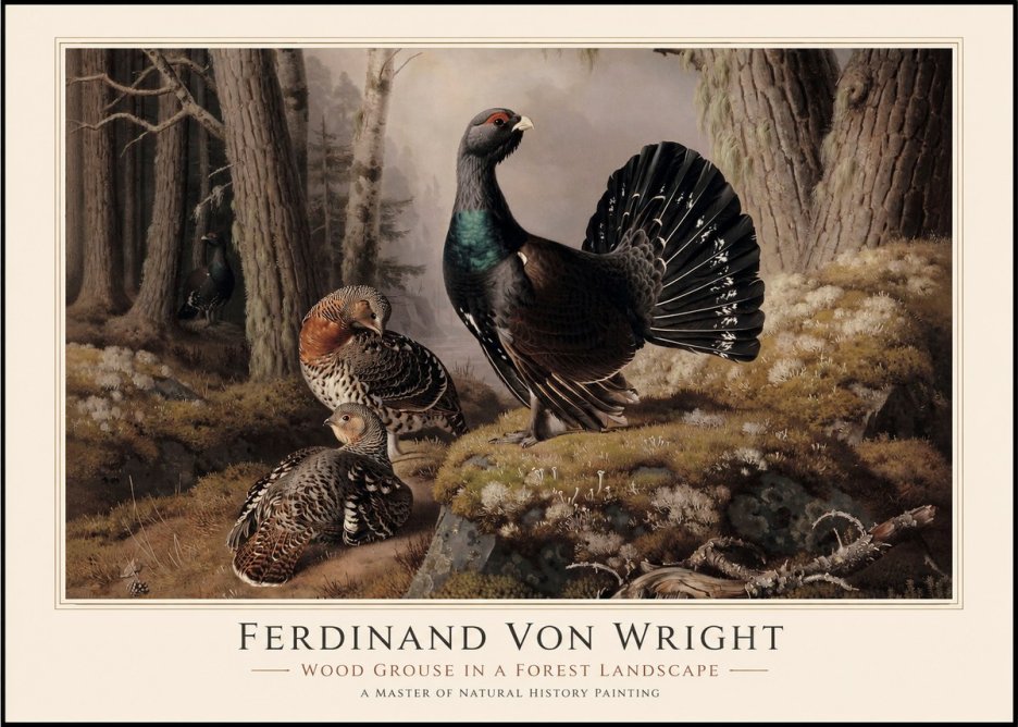 Ferdinand von Wright Wood Grouse in a Forest Landscape No1 - Plakat