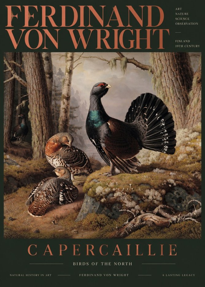 Ferdinand von Wright Wood Grouse in a Forest Landscape No6 - Plakat