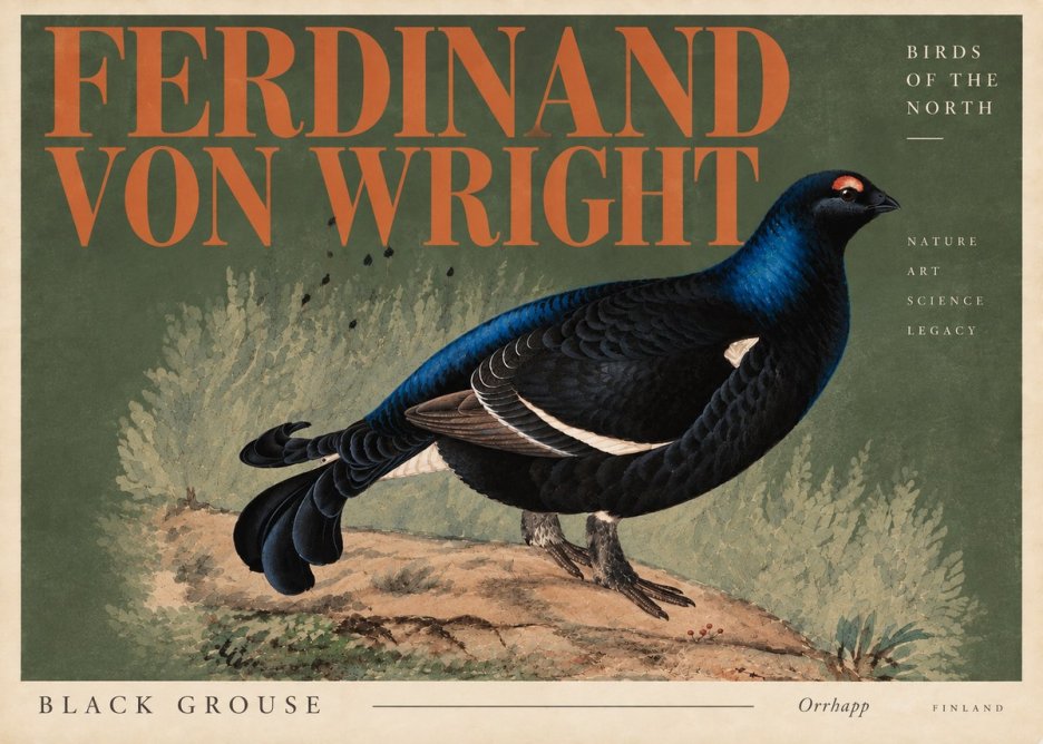 Ferdinand von Wright Black Grouse No6 - Plakat