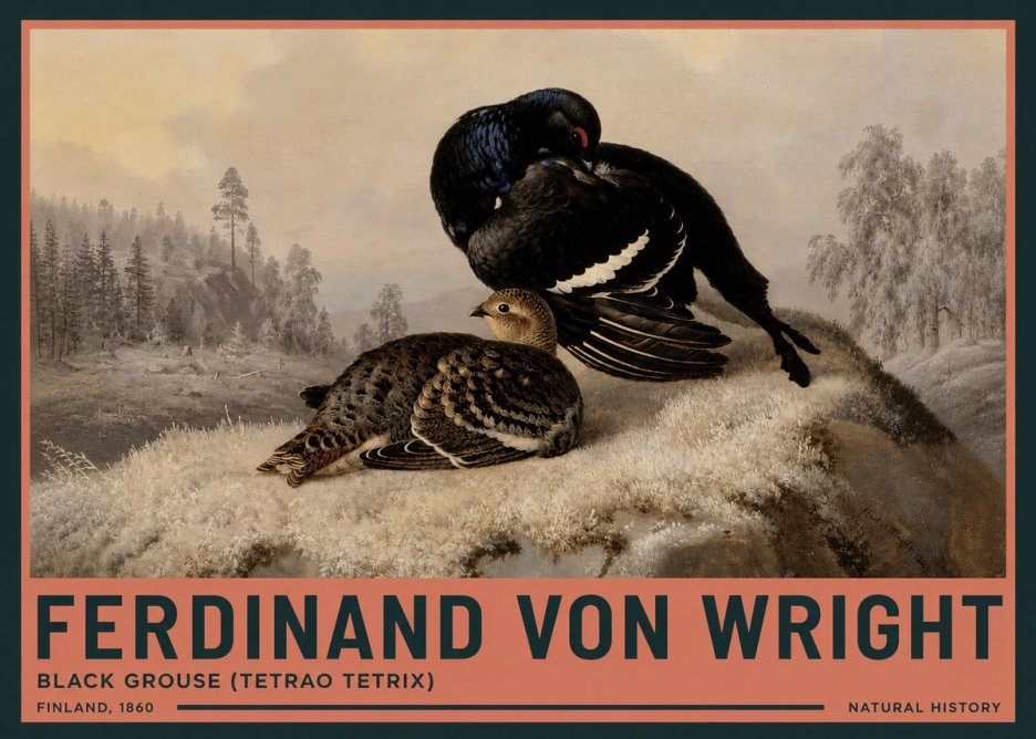 Ferdinand von Wright Black Grouse (Tetrao Tetrix) No3 - Plakat