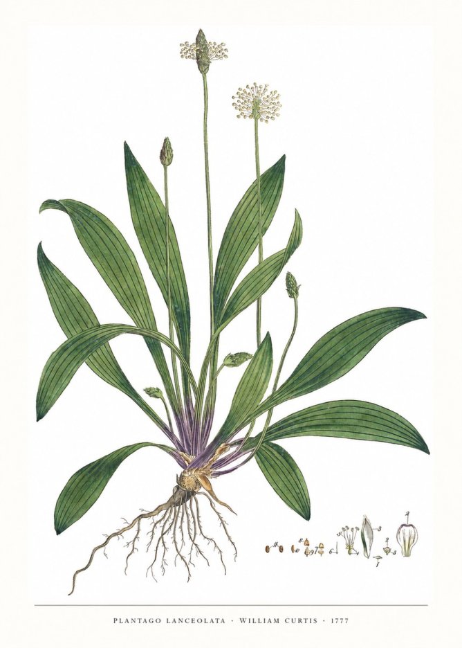 William Curtis Plantago Lanceolata IV No6 - Plakat