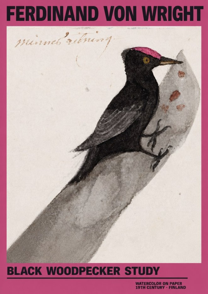 Ferdinand von Wright Black Woodpecker Study No2 - Plakat