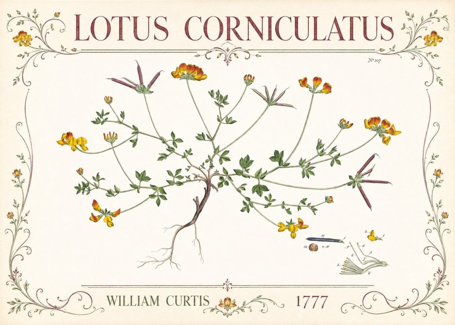 William Curtis Lotus Corniculatus III No3 - Plakat