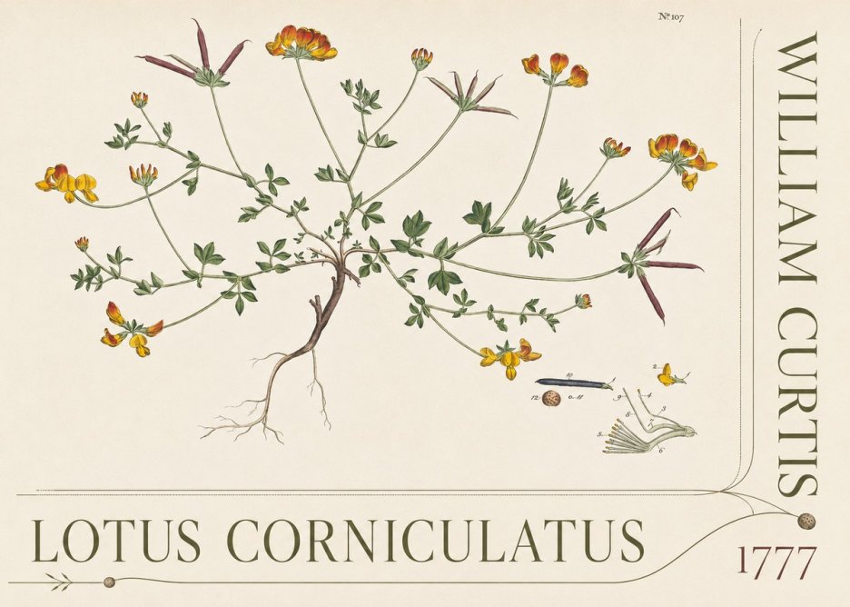 William Curtis Lotus Corniculatus III No5 - Plakat