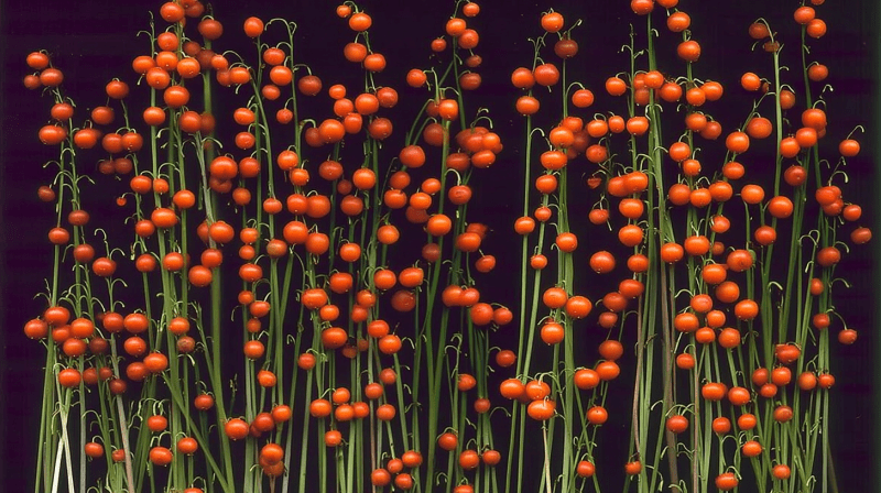 Uploaded
wallpaper