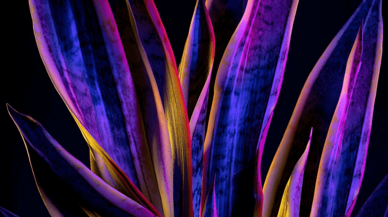 Uploaded
wallpaper