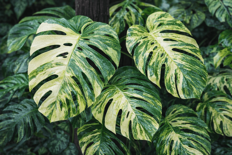 Uploaded
wallpaper