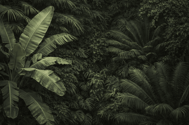 Uploaded
wallpaper