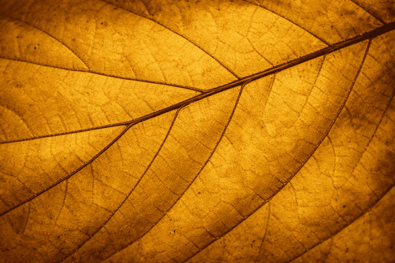 Uploaded
wallpaper