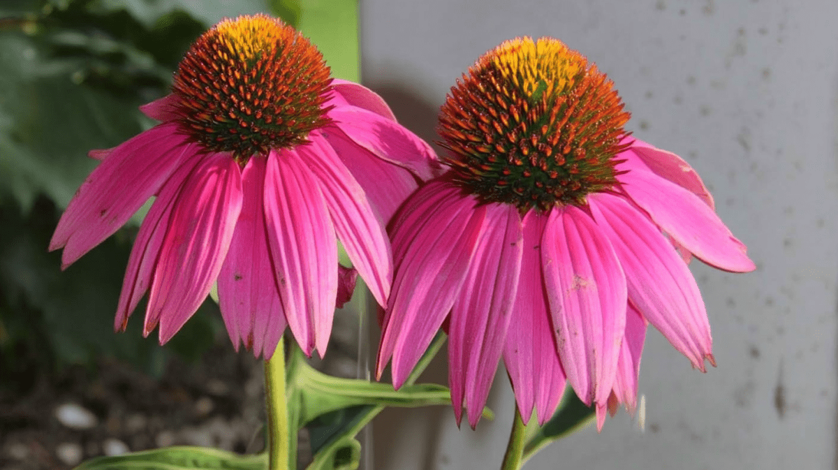 Radiant Blossom
