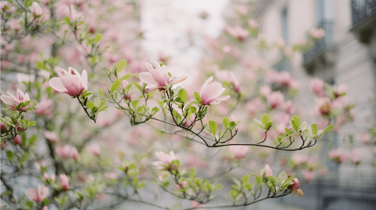 Magnolia Bloom