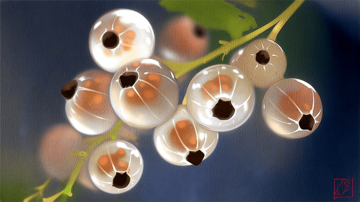 Verdant Currant