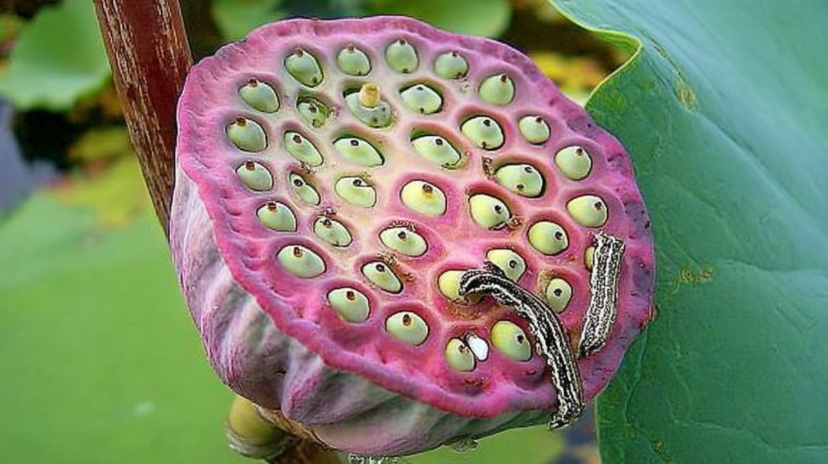 Lotus Seed Harmony
