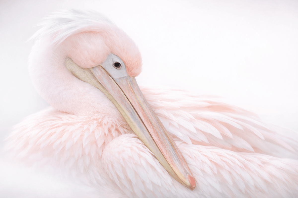 Blush Feathers