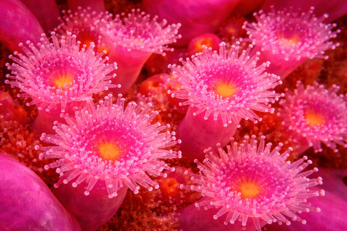 Halo Coral Blooms