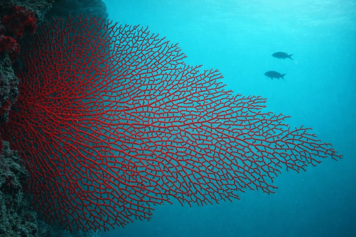 Crimson Expanse