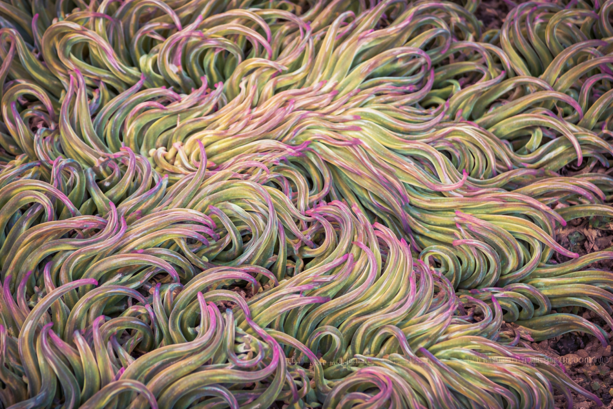 Waves Of Euphoria