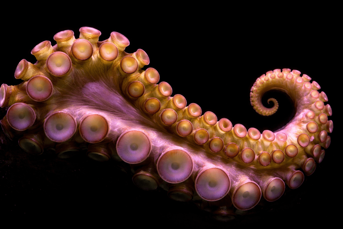 Tentacle Whirl