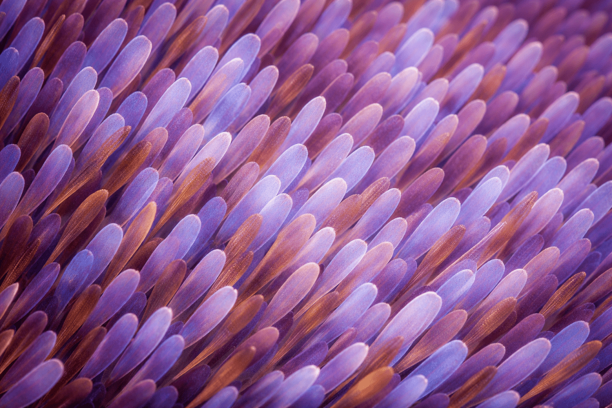 Petal Streaks