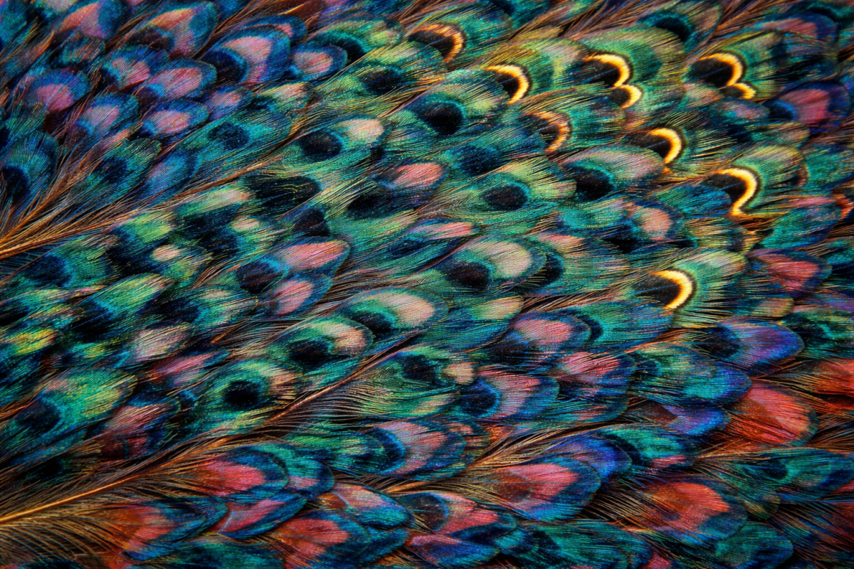 Opal Plumage
