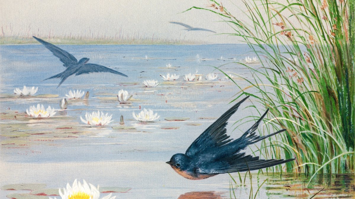 Wetland Whirl