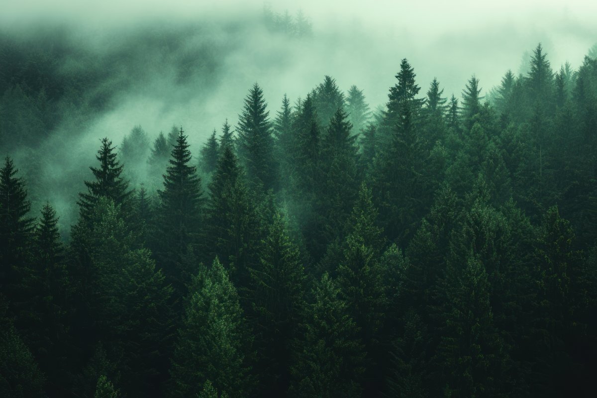 Misty Timberscape