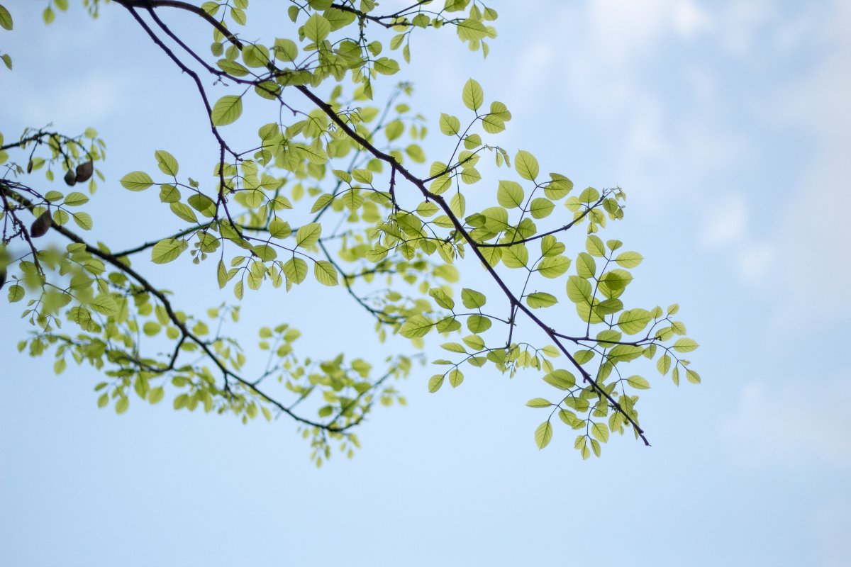 Leafy Serenity Drift