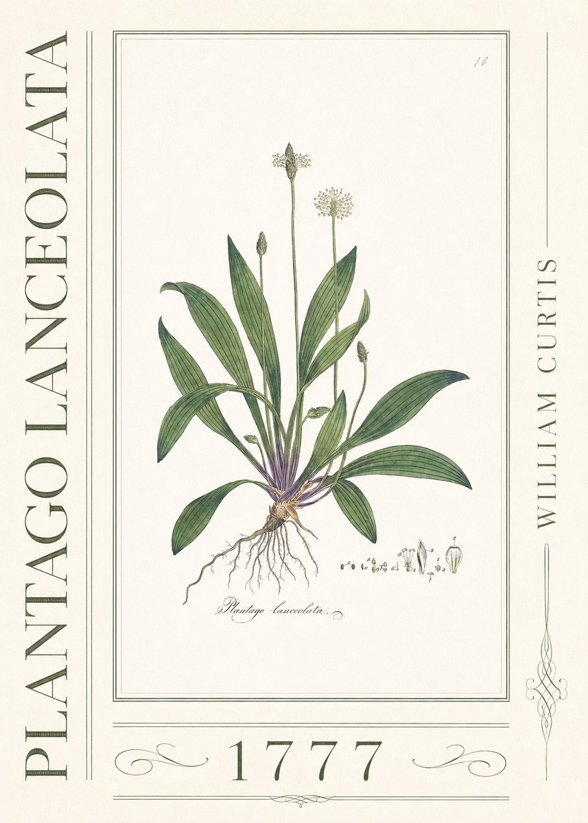 William Curtis Plantago Lanceolata I No3 - Plakat