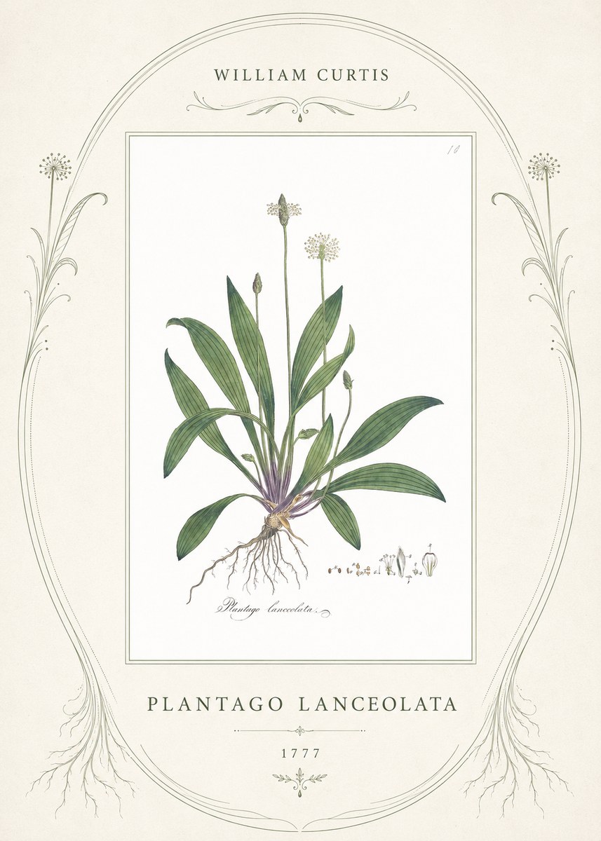 William Curtis Plantago Lanceolata I No4 - Plakat