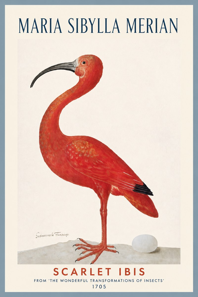 Maria Sibylla Merian Scarlet Ibis No2 - Plakat
