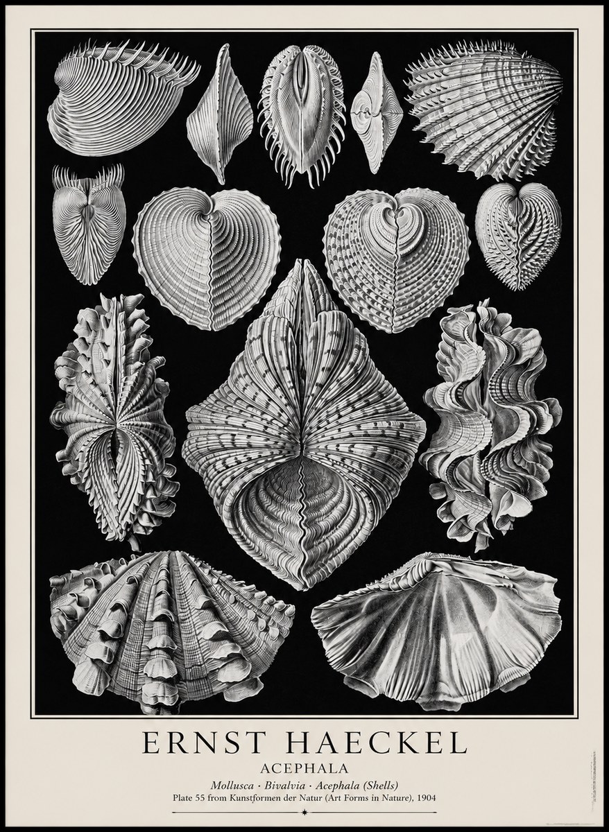 Ernst Haeckel Acephala — Brachiopods Plate 55 — Cytherea. No4 - Plakat