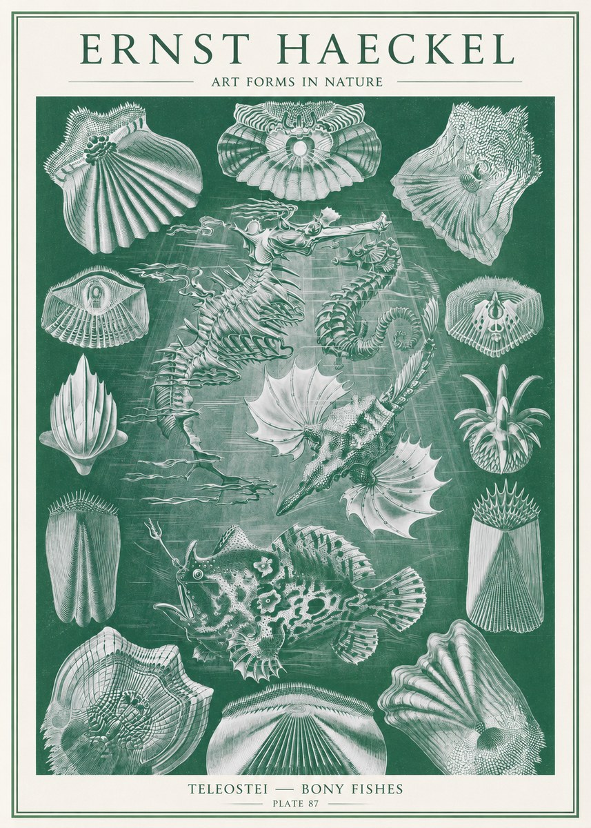 Ernst Haeckel Teleostei - Bony Fishes No2 - Plakat