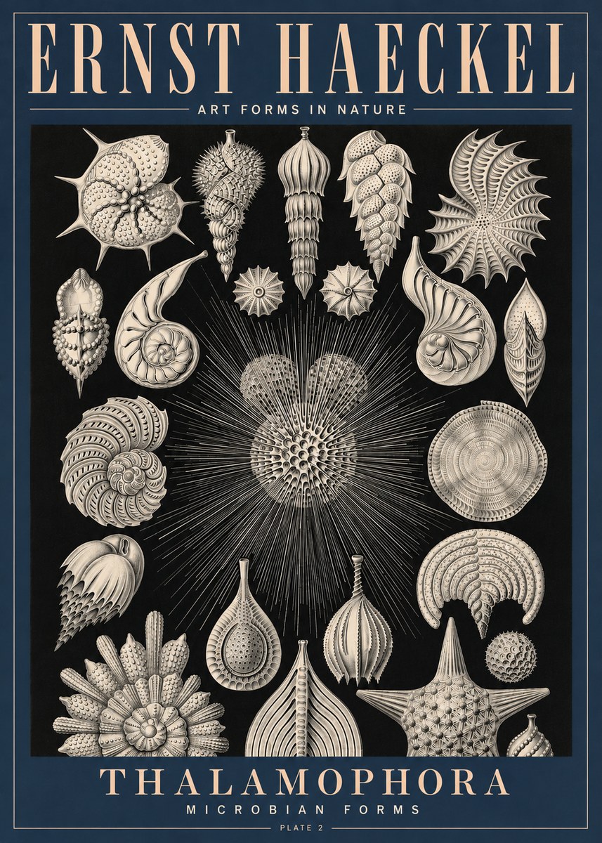 Ernst Haeckel Thalamophora - Microbian Forms - Plate 2 No4 - Plakat