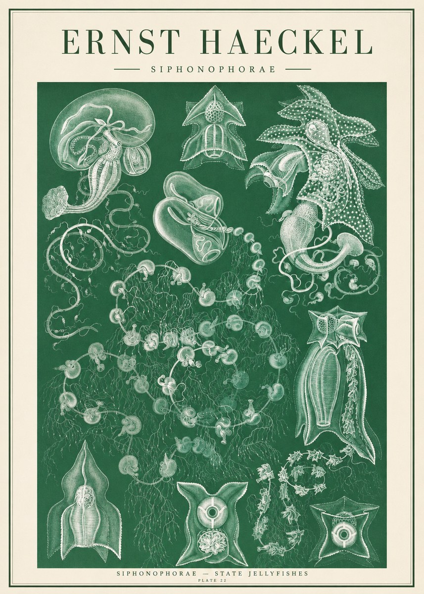 Ernst Haeckel Siphonophorae. — Statequallen. Plate 17 No2 - Plakat