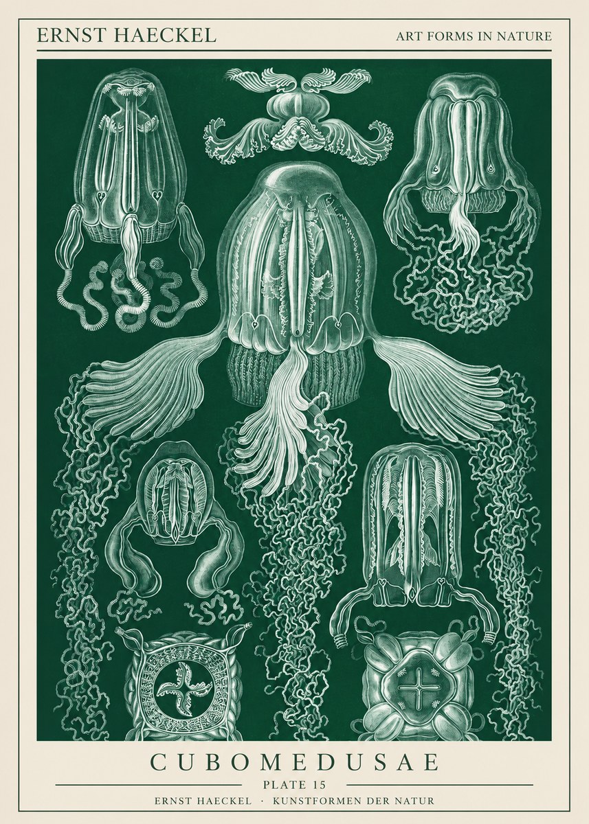 Ernst Haeckel Cubomedusae No1 - Plakat
