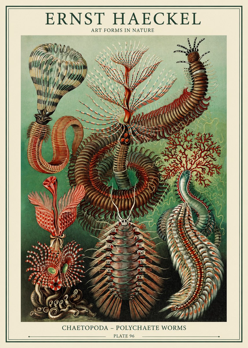 Ernst Haeckel Chaetopoda – Polychaete Worms No1 - Plakat