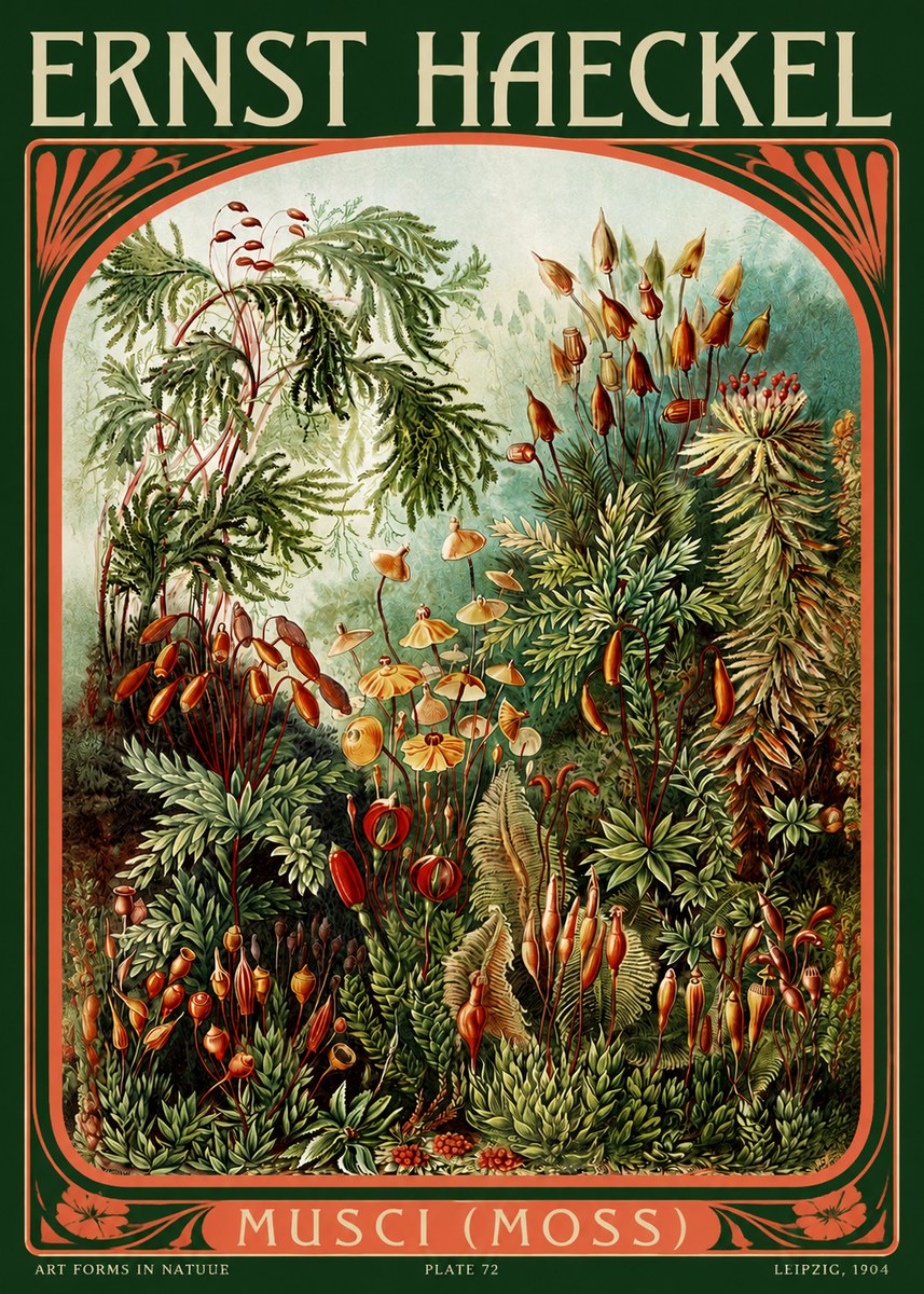 Ernst Haeckel Musci (Moss) No2 - Plakat