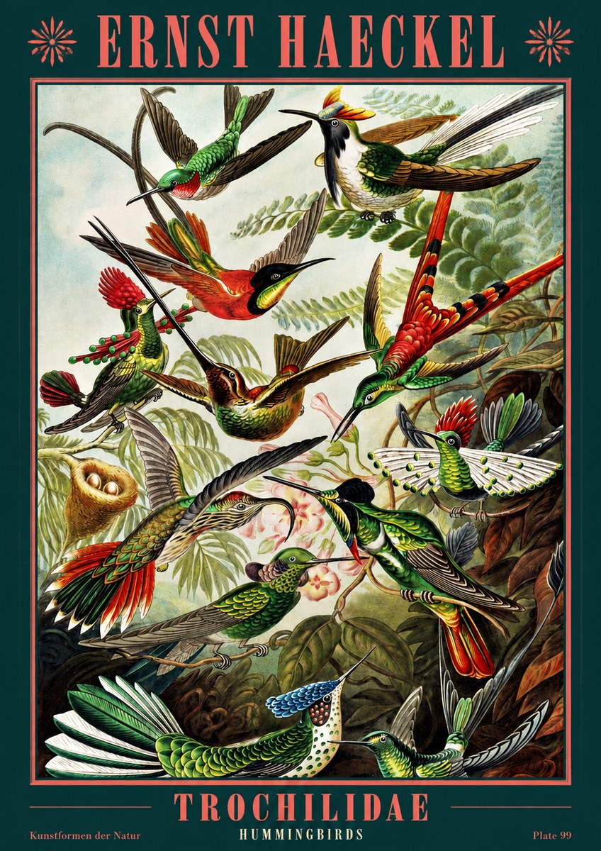 Ernst Haeckel Trochilidae - Hummingbirds No2 - Plakat